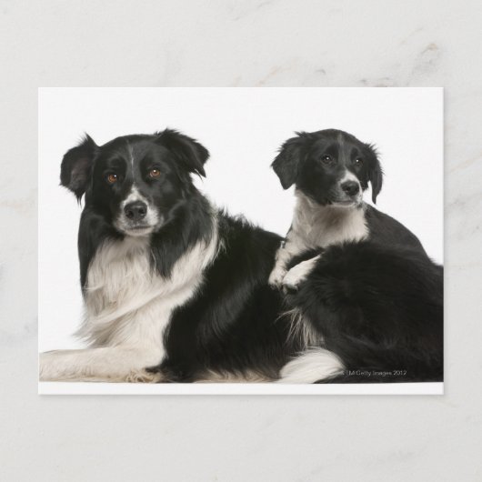 Carte Postale Mère frontière collie et chiot (Devant)
