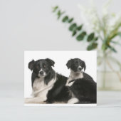Carte Postale Mère frontière collie et chiot (Debout devant)