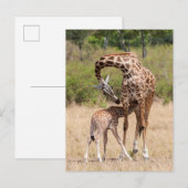Carte Postale Mère girafe et bébé au Kenya (Devant / Derrière)