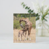 Carte Postale Mère girafe et bébé au Kenya (Debout devant)