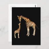 Carte Postale Mère Giraffe et bébé Giraffe (Devant / Derrière)