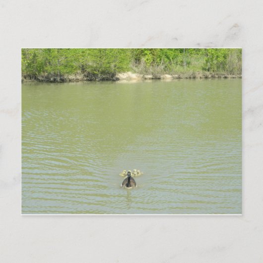 Carte Postale Mère Goose et ses bébés (Devant)