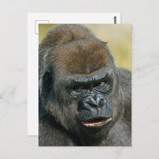 Carte Postale Mère Gorilla (Devant / Derrière)