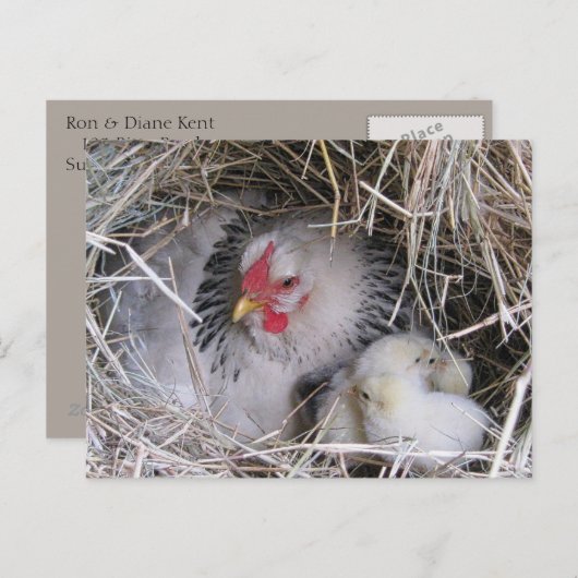 Carte postale Mère Hen avec les nouveaux pousses (Devant / Derrière)