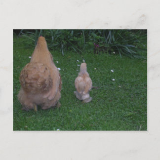 Carte Postale Mère Hen et son poussin