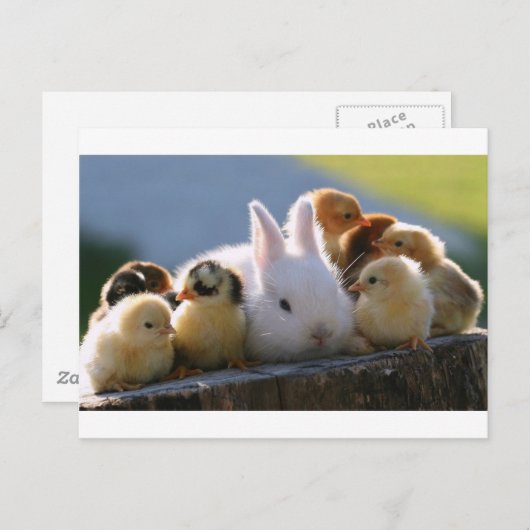 Carte Postale Mère Lapin Adopte Quelques Poussins (Devant / Derrière)