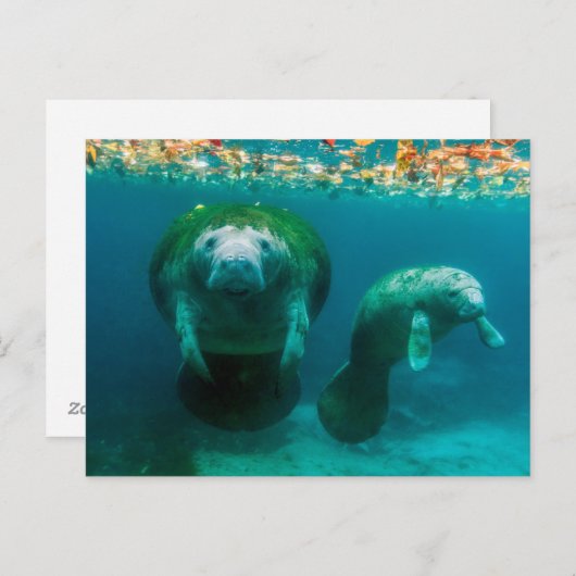 Carte Postale Mère mangea avec son veau à Crystal River (Devant / Derrière)