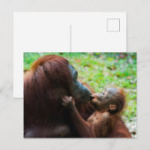 Carte Postale Mère orang-outan avec bébé (Devant / Derrière)