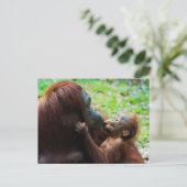 Carte Postale Mère orang-outan avec bébé (Debout devant)