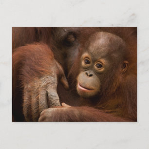 Carte Postale Mère orang-outan et bébé au zoo