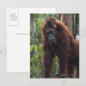 Carte Postale Mère Orangoutan avec bébé 2 (Devant / Derrière)