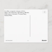 Carte Postale Mère Orangoutan et bébé dans la nature (Dos)