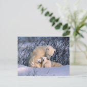 Carte Postale Mère ours polaire assise avec des jumeaux, (Debout devant)