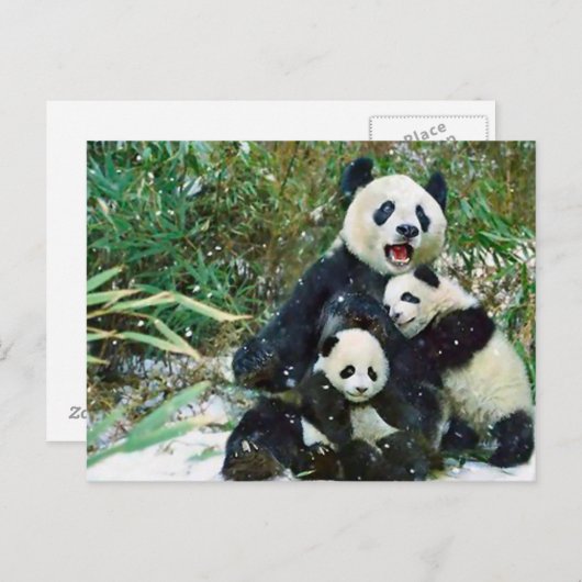 Carte Postale Mère Panda (Devant / Derrière)