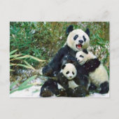 Carte Postale Mère Panda (Devant)