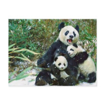 Mère Panda