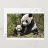 Carte Postale Mère Panda Avec Son Petit (Devant / Derrière)
