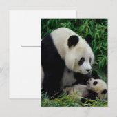 Carte Postale Mère panda et bébé dans le buisson de bambou, Wolo (Devant / Derrière)