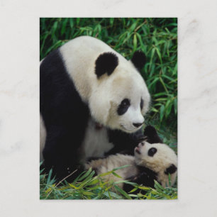 Carte Postale Mère panda et bébé dans le buisson de bambou, Wolo