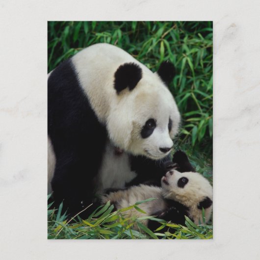 Carte Postale Mère panda et bébé dans le buisson de bambou, Wolo (Devant)