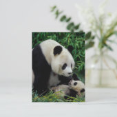 Carte Postale Mère panda et bébé dans le buisson de bambou, Wolo (Debout devant)