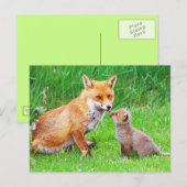 Carte Postale Mère renard et petit (Devant / Derrière)