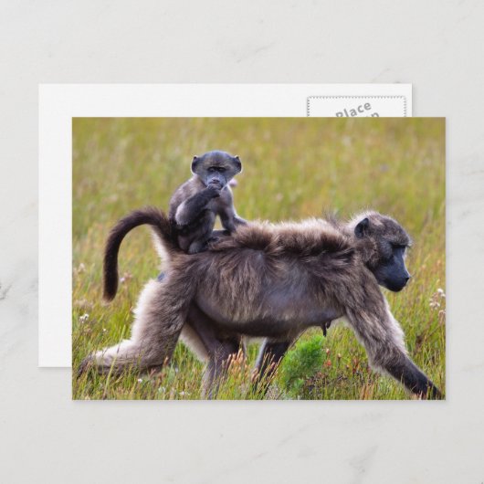 Carte Postale Mère sauvage et babines, Afrique du Sud (Devant / Derrière)