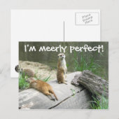 Carte Postale Merely Parfait Meerkat (Devant / Derrière)