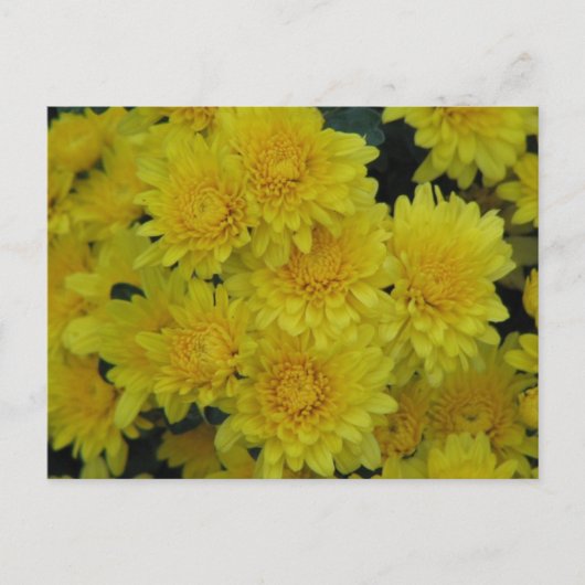 Carte Postale Mères jaunes (Devant)