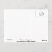 Carte postale Merganer (Dos)