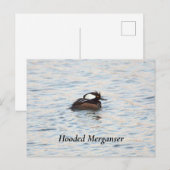 Carte postale Merganser à capuchon (Devant / Derrière)