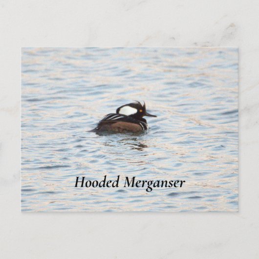 Carte postale Merganser à capuchon (Devant)