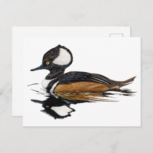 Carte postale Merganser à capuchon (Devant / Derrière)