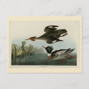 Carte Postale Merganser à poitrine rouge, les oiseaux d'Amérique