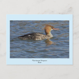 Carte postale Merganser Duck à poitrine rouge