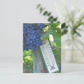 Carte Postale Mérite de raisins au Château la Grave Figeac, a (Debout devant)