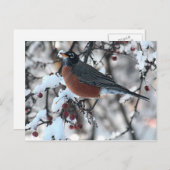 Carte Postale Merle américain (Devant / Derrière)