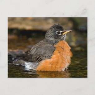 Carte Postale Merle américain se baignant 2