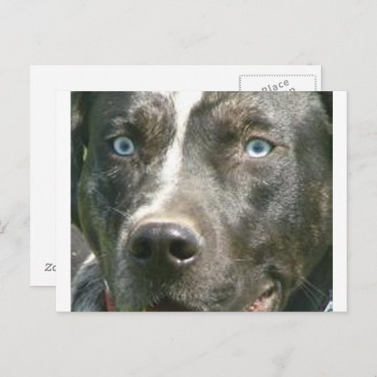 Carte Postale merle bleu catahoula.png (Devant / Derrière)