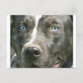 Carte Postale merle bleu catahoula.png (Devant)