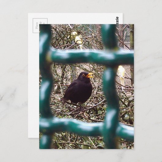 Carte Postale Merle derrière les barreaux, Animal, Oiseaux, Merl (Devant / Derrière)