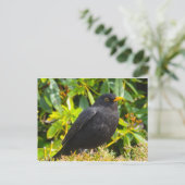 Carte Postale Merle noir (Debout devant)