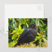 Carte Postale Merle noir (Devant / Derrière)