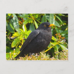 Carte Postale Merle noir