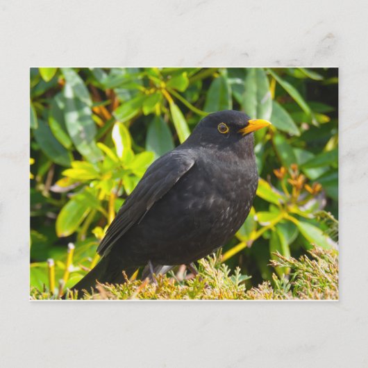 Carte Postale Merle noir (Devant)