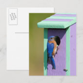 Carte Postale Merlebleu de l'Est (Devant / Derrière)