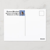 Carte Postale Merlebleu de l'Est Photographie oiseau de l'État d (Dos)