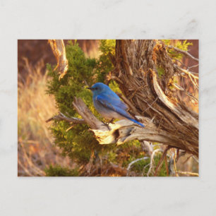 Carte Postale Merlebleu montagnard dans le parc national d'Arche
