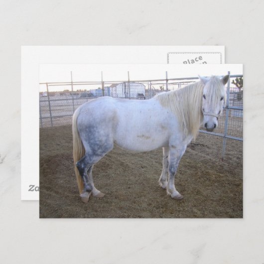 Carte postale Merlin (Devant / Derrière)