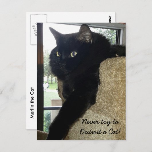 Carte Postale Merlin la citation de chat (Devant / Derrière)